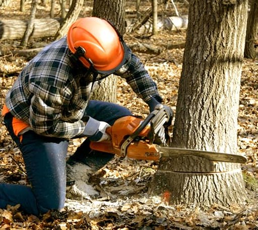 Tree Removal in Luebbering, MO